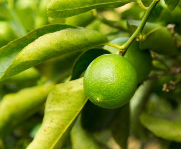 Tahitian Lime fruit